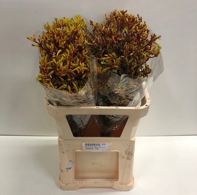 Anigozanthos gold fever.jpg